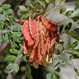 Tara Seed Pods