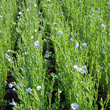 Flax Field