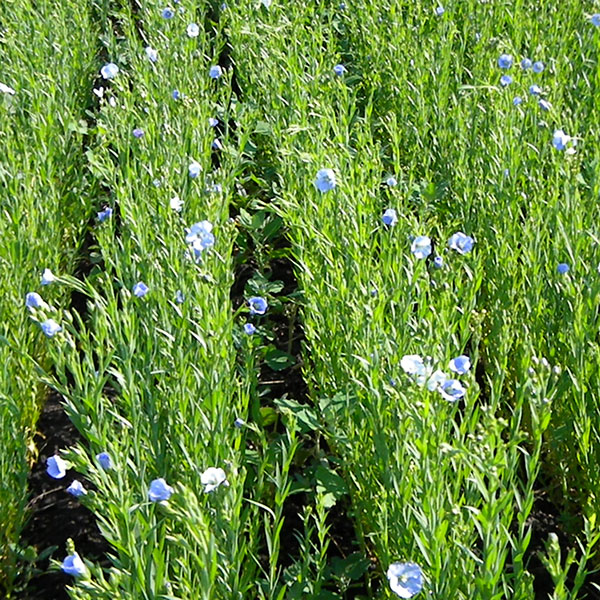 Flax Field