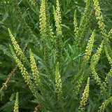 Reseda luteola