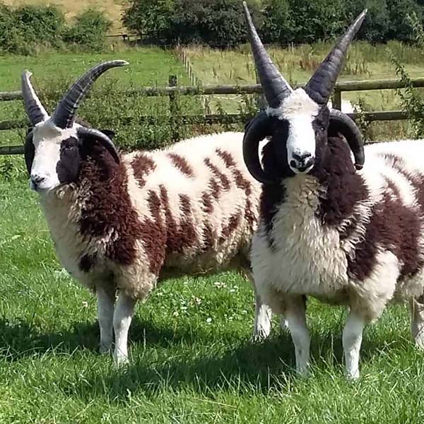 Jacob Sheep