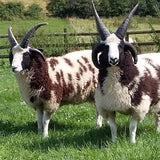 Jacob Sheep