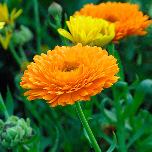 Calendula officinalis