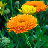 Calendula officinalis