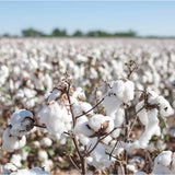 Cotton Field