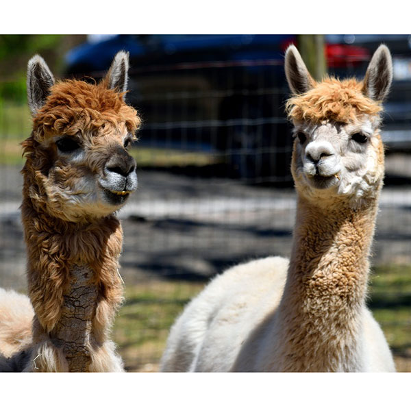 Pair of Alpacas