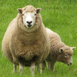 Perendale Sheep