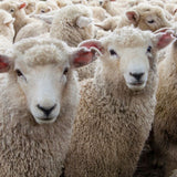 Romney Sheep