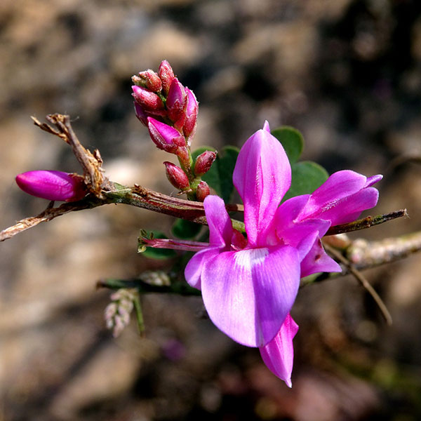 Indigo Dye Seed Pack / Blue 