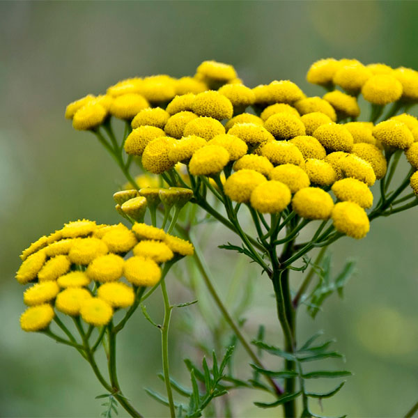 Tansy Dye Seed Pack / Yellow - Green