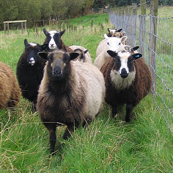Shetland Sheep