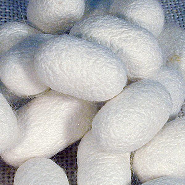 Silk Cocoons