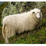 Spaelsau Sheep