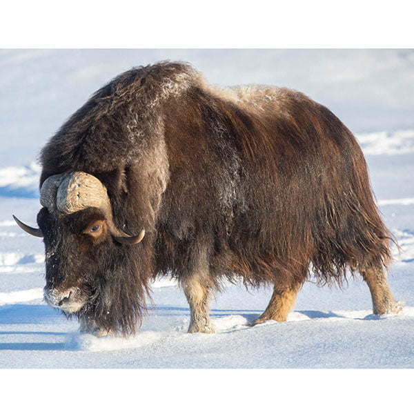 Muskox