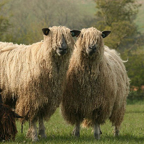 Wensleydale Sheep