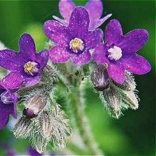 Bugloss / Alkanet Dye Seed Pack / Red
