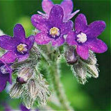 Bugloss / Alkanet Dye Seed Pack / Red
