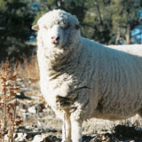 Cormo Sheep
