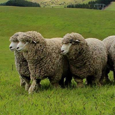 Corriedale Sheep