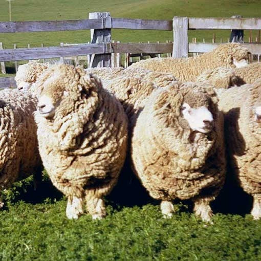 Scoured Corriedale Fleece - Source