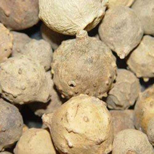 Gallnut Extract - Source