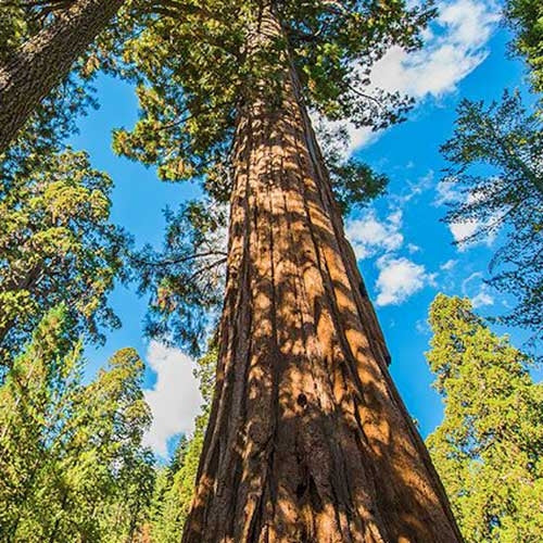 Sequoia Extract - Source