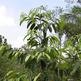 Symplocos Leaf Powder - Source