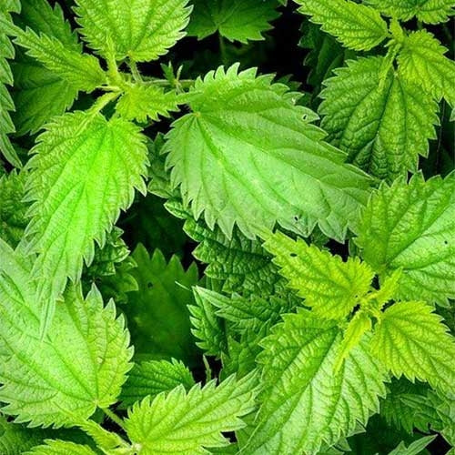 Giant Himalayan Stinging Nettle Top - Source