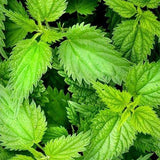 Giant Himalayan Stinging Nettle Top - Source