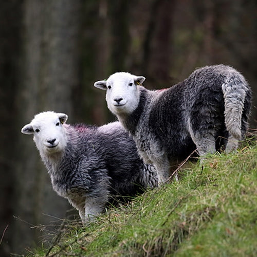 Herdwick Sheep