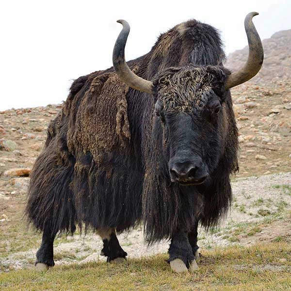 u*a様 【CTHY】HIGH-END YAK WOOL FRINGE STOL De-Haired Yak Top | The Woolery