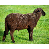 Natural Brown Merino Top - Source