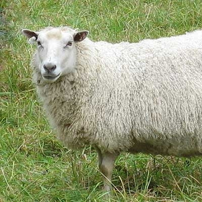 Finn Sheep