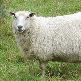Finn Sheep