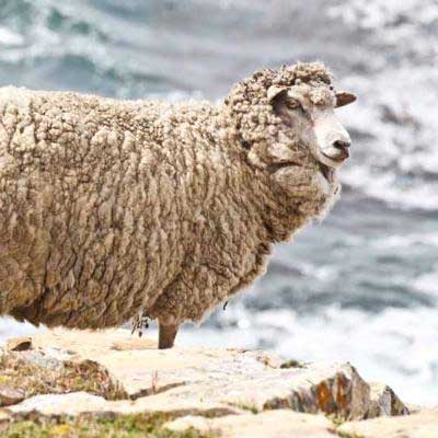 Falkland Top - Source