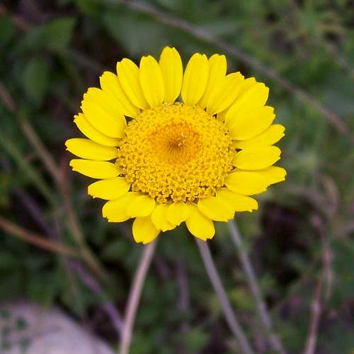 marguerite flower seeds Golden Marguerite Seeds
