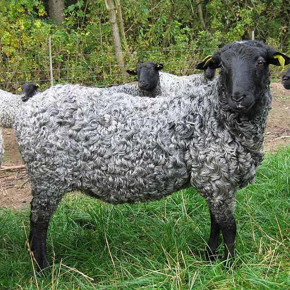 Gotland Top - Grey - Source