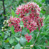 Henna Dye Seed Pack / Red