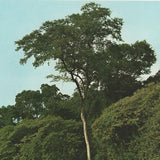 Chlorophora tinctoria tree