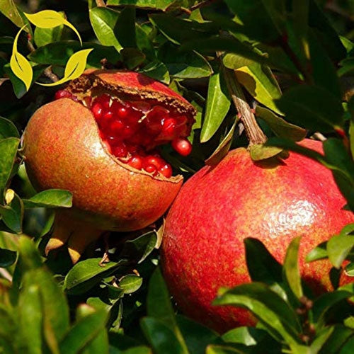 Pomegranate Extract - Source