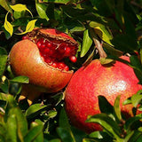 Pomegranate Extract - Source