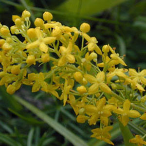 Lady's Bedstraw Dye Seed Pack / Yellow - Red