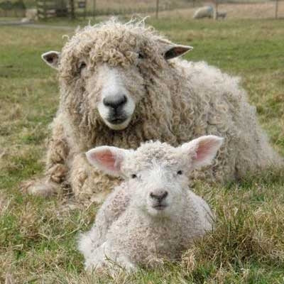 Lincoln Top - Source