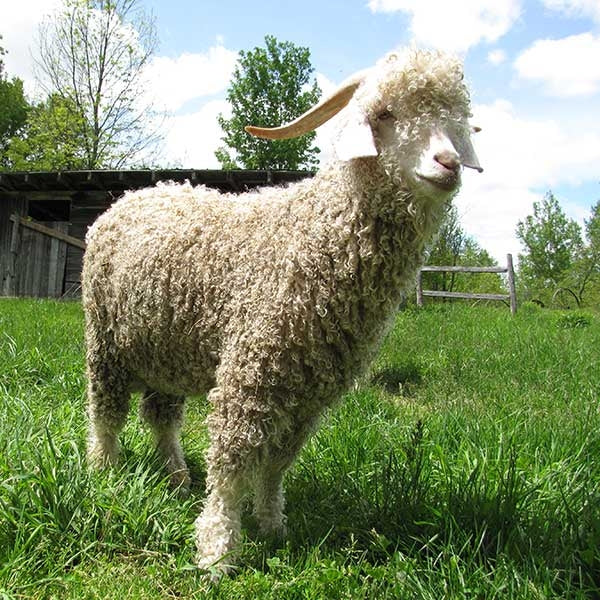Fine Mohair Top | The Woolery