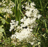 Meadowsweet Dye Seed Pack / Black