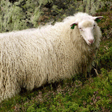 Norwegian Sheep