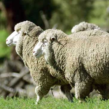 Polwarth Sheep