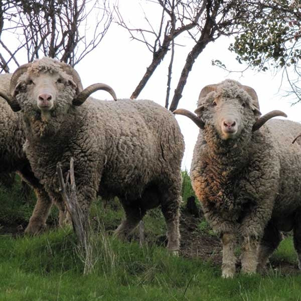 Rambouillet Top - Source