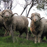 Rambouillet Top - Source