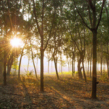 Saddle Seat Wooden Stool - b